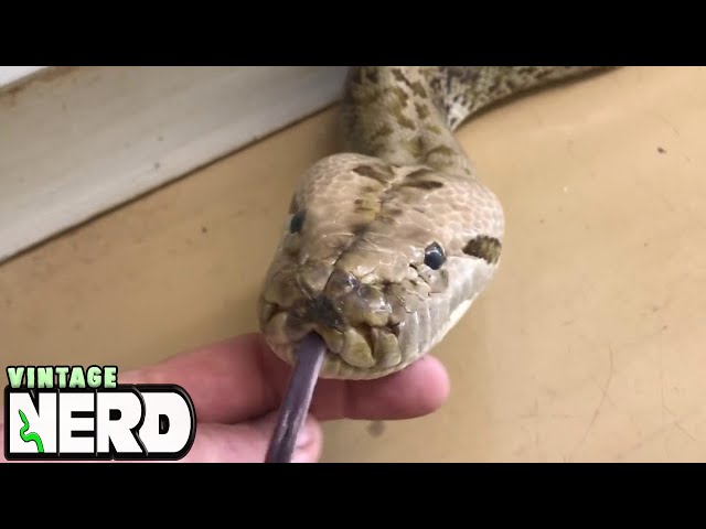 Burmese or the DREADED Reticulated Python? Part 1.