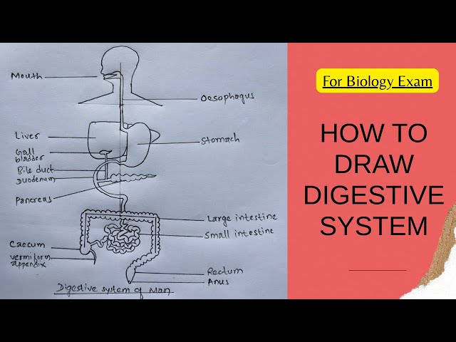 How to draw digestive system of man | alimentary canal | easy way