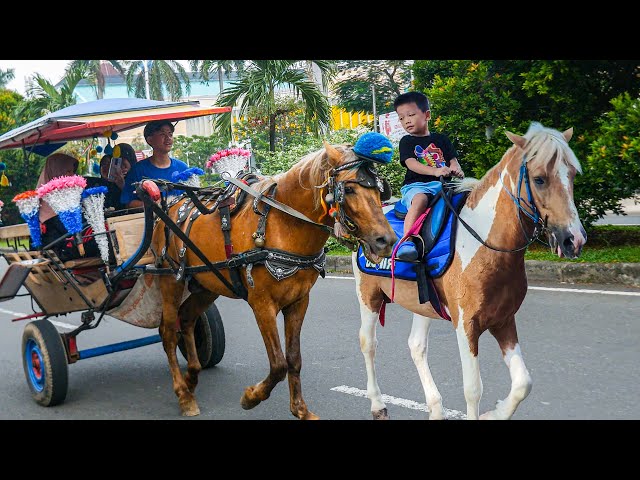 NAIK KUDA | KUDA DELMAN - NAIK DELMAN ISTIMEWA | HORSE