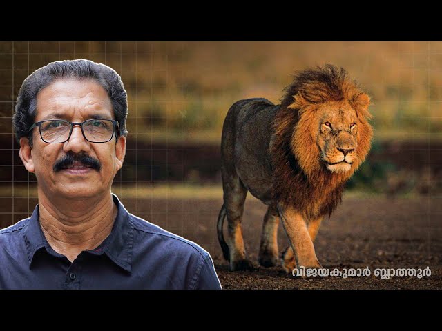 Majestic Lions: Kings of the Wild സിംഹ ഭൂമി #lion #king കാട്ടിലെ രാജാവ് #wildlife  #malayalam