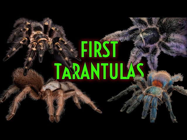 The Safest and Easiest Tarantulas for Your First Spider