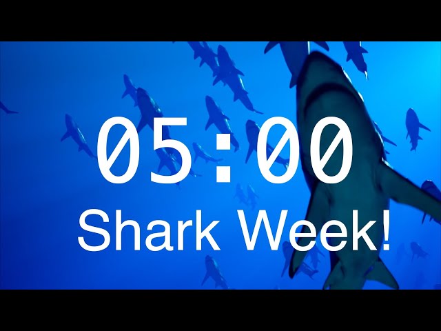 5 Minute Countdown Timer with Alarm | Relaxing Music | Shark Timer