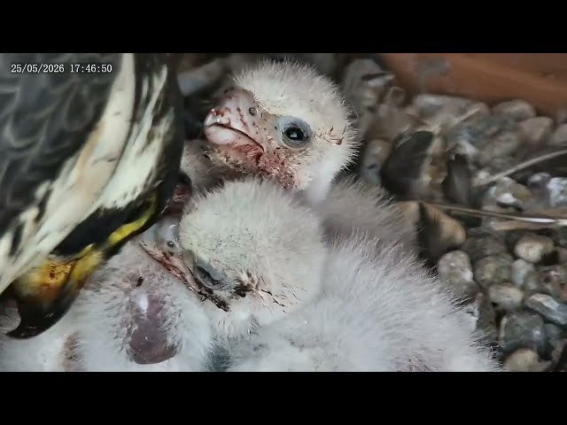 25 mai 2026 - Les fauconneaux ont 4 jours