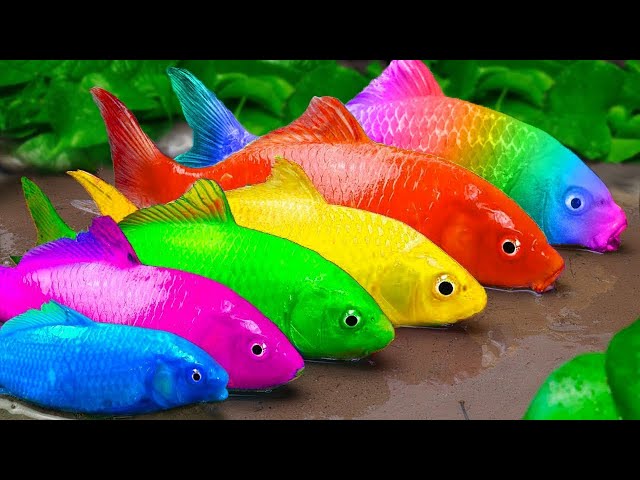 Catch Glofish,Goldfish,Catfish,Lots of Rainbow Eels, Crocodile |Primitive Cooking - Creative Cooking