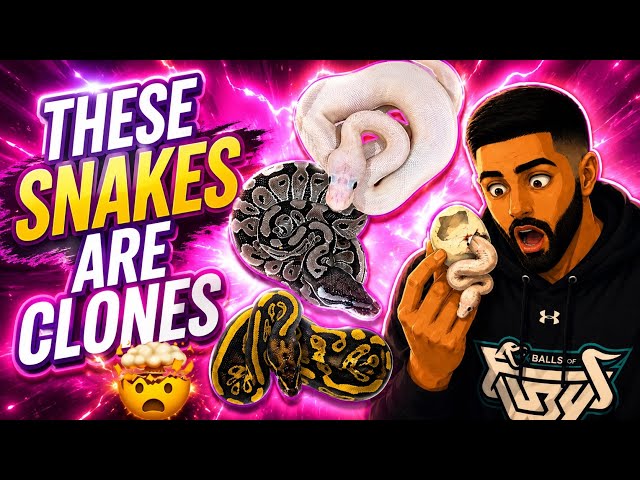These snakes are CLONES!? You won’t believe what happened in this clutch! 