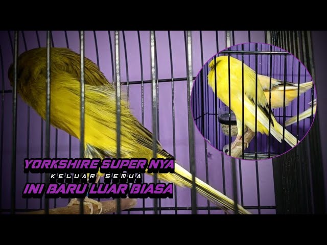 January 16, 2026 YORKSHIRE TKF FULLL READY.