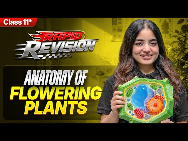 Anatomy of Flowering Plants in 15 Min. | Class 11 Biology-Chapter 6 RAPID REVISION | CBSE 2026-27