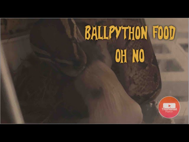 SNAKE FOOD!!!! #howtoknow #ballpython