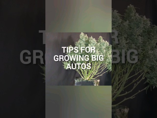 3 Secrets for Growing HUGE Autoflowering Cannabis Plants!
