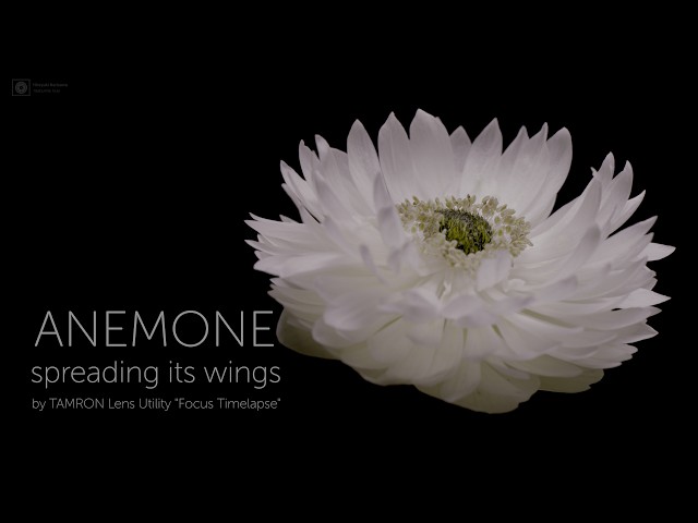 【4K HDR Timelapse】ANEMONE spreading its wings by TAMRON Lens Utility “Focus Timelapse”