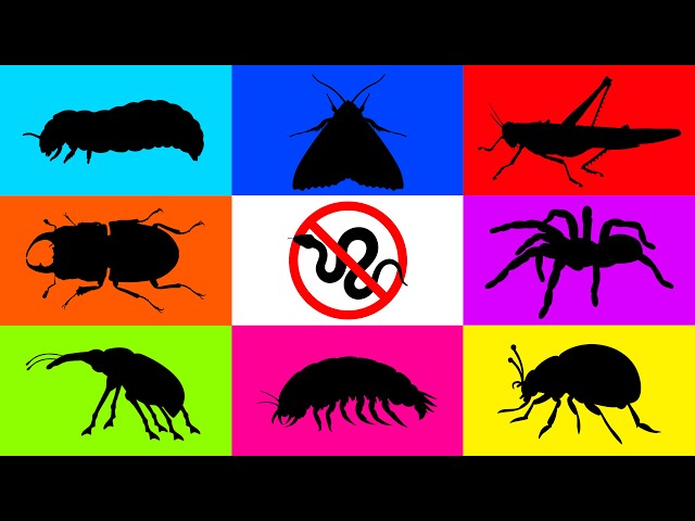 Insect: Ball Python, Larva Beetle, Isopod, Weevil, Stag Beetle, Moth, Tarantula, Ladybug, Katydid...