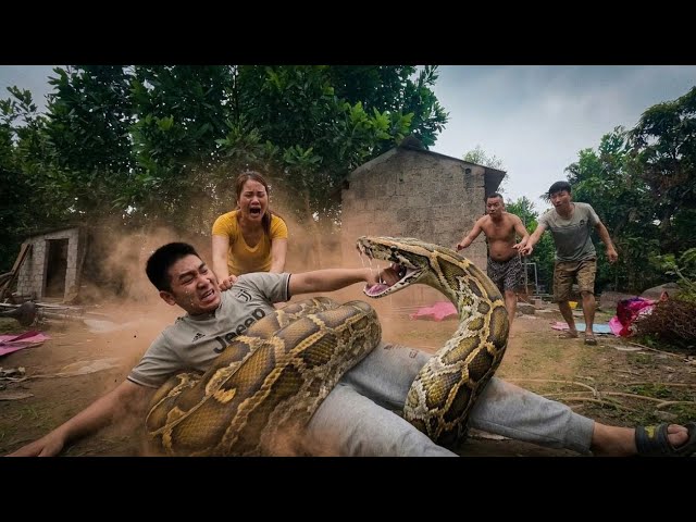 Hunters Track a Giant Python Deep in the Jungle (Terrifying!)