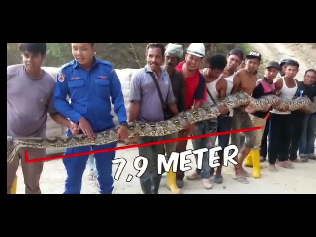 11 of the biggest snake discoveries that will make your hair stand on end