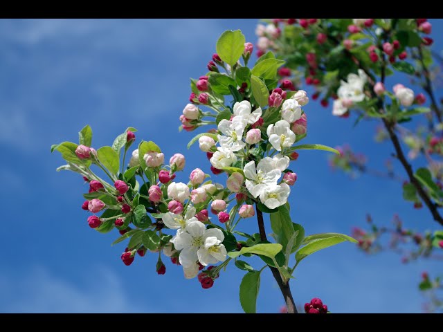 Very Beautiful Romantic Music. Guitar + Violin. Classical