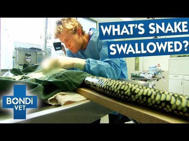 5 Most Bizarre Animal Emergencies | Bondi Vet