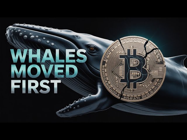 While You Watched Bitcoin, Whales Did This With XRP