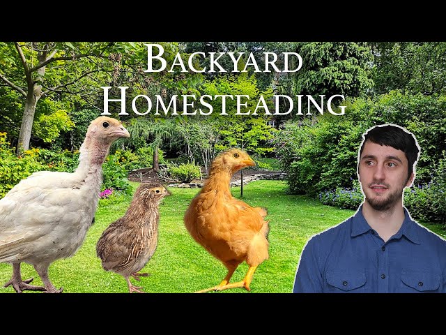 The Best Animals For The Suburban Homestead