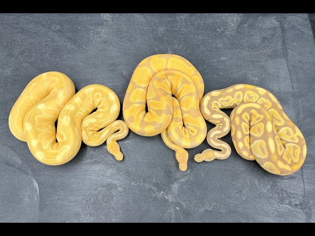 Want to see some Ball Python Morphs that look better as adults?  Toffino and Toffee combos!