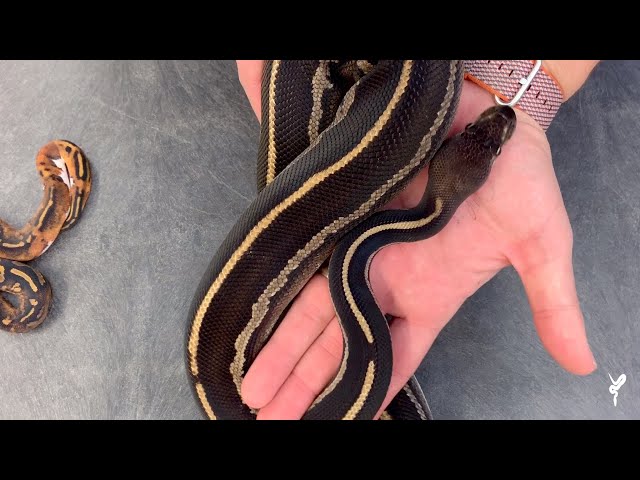 Blackheads! Some CRAZY combos from this awesome mutation! - Morphs 101 Special