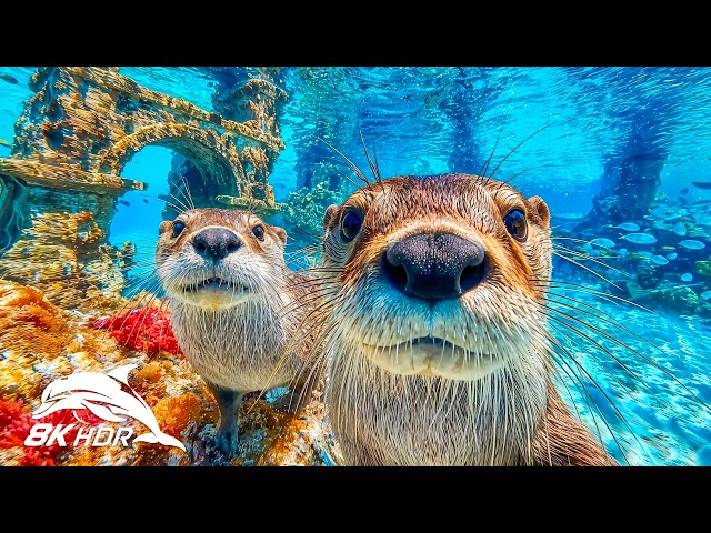 Dreamlike DeepSea Paradise in 8K HDR | Dolby Vision™