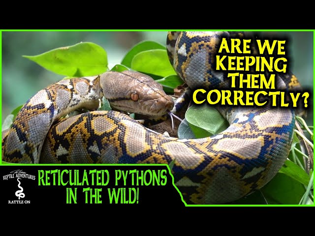RETICULATED PYTHONS IN THE WILD! (are we keeping them correctly?) - Adventures in THAILAND (2020)