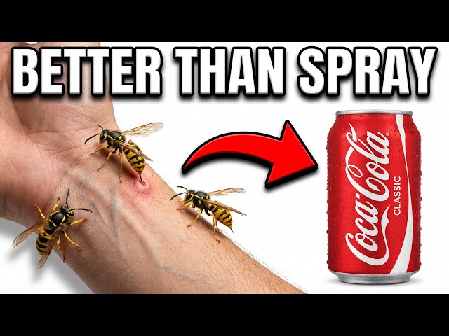 Stop Spraying Wasp Nests — This Is The Trick Exterminators Don’t Want You To Know!