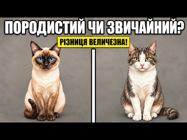 Purebred or Mixed-Breed: 17 Differences Breeders WON'T Tell You!