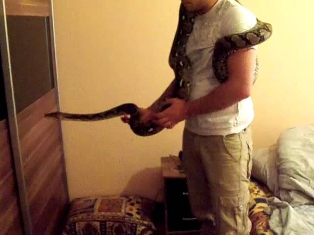 netzpython handling