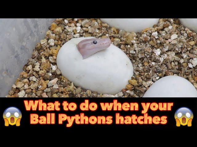 My BALL PYTHONS are HATCHING - WHAT NOW?