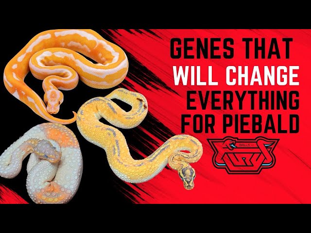 The Game-Changing Genes Behind The Next Big Piebald Project! MUST HAVE GENES for the future of Pied!