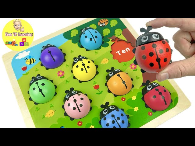 Best Educational Video for Kids | Ladybug Puzzle, Learn Numbers, ABC, Vehicle Learning Compilation