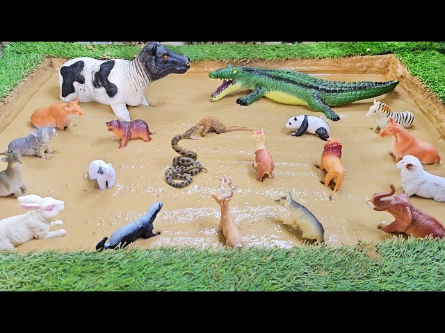Fun Learning Experience with Hibernating Animals and Semi-Aquatic Animals!