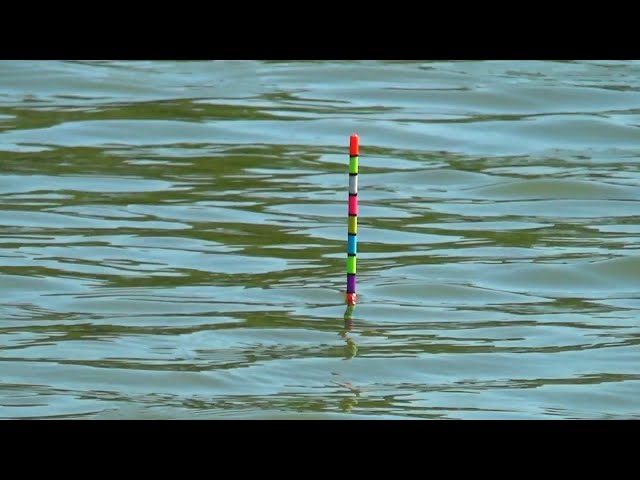 Incredible, the Fish Are So Fat...