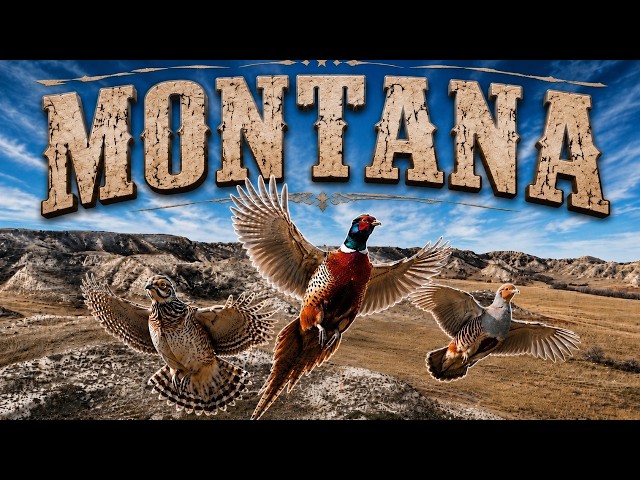 MONTANA UPLAND BIRD HUNTING I WILD PHEASANTS, SHARP-TAILS, & HUNS I