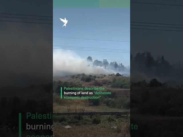 Israeli settlers burn Palestinian crops and farmland across the West Bank