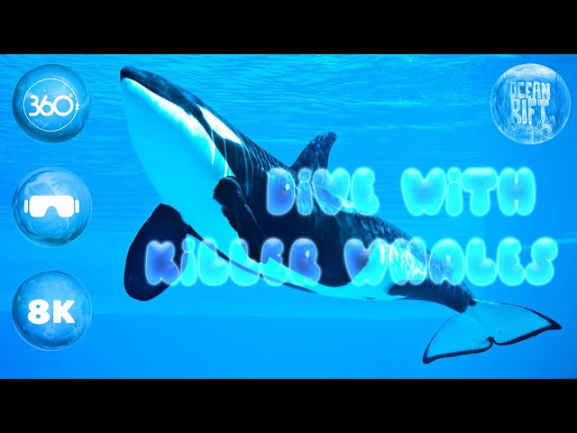 Dive with Killer Whales in 360° 🌊 Ocean Rift VR [8K]