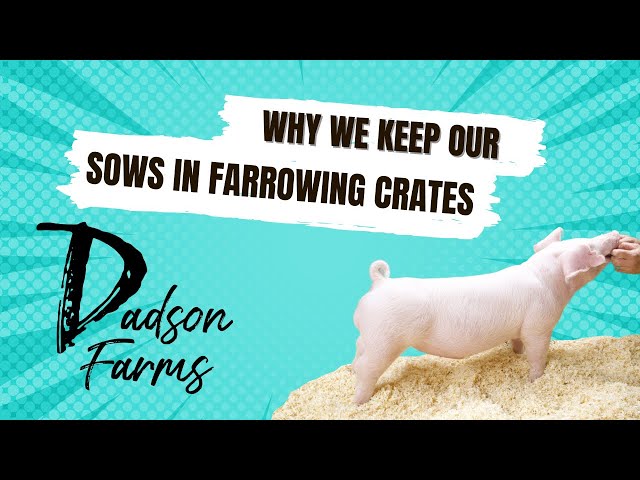 We we keep our Sows in Farrowing Crates? We want to produce healthy livestock.  #pigs #livestock