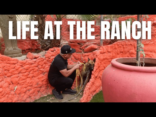 The Most Fearful Dog We've Ever Taken In (Day 1 Rehab) | Life At The Ranch