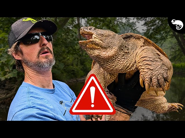 This Changes EVERYTHING We Thought We Knew About Snapping Turtles