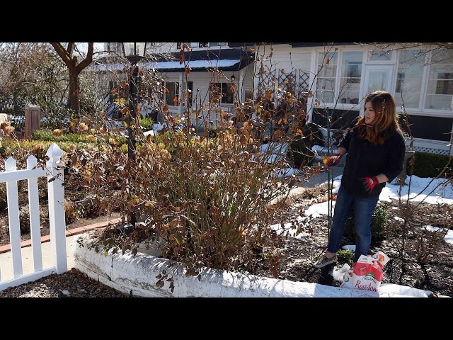 Spring Rose Pruning! 🌹✂️🌿 // Garden Answer
