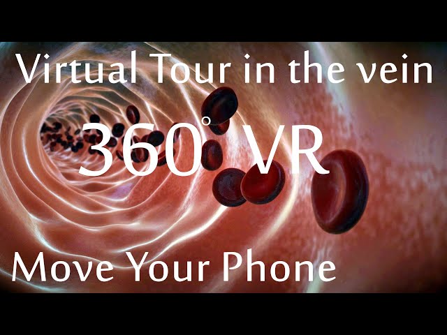 A Virtual Reality tour inside the vein 360° blood vessel medical animation #360 #vr