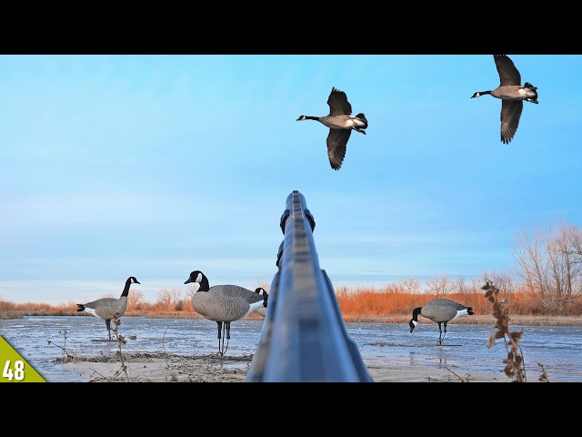 GOOSE Hunting Out of a STICK BLIND! (Catch, Clean, Cook)