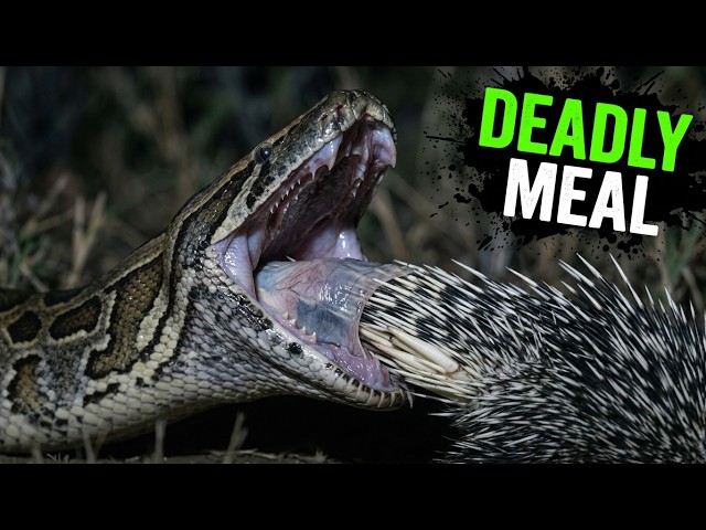 The Python Swallowed the Porcupine Whole and Could Not Undo It