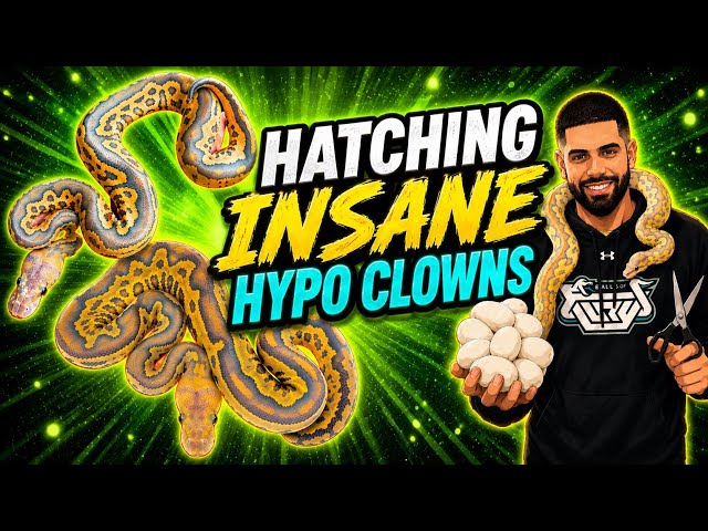 This Ball Python Clutch Was INSANE! 🤯
