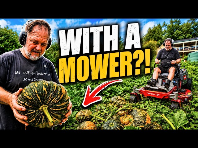 I Used a Mower to Harvest My Pumpkins