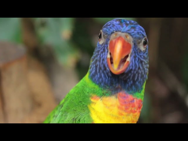 Parrot free stock video Free for use & downloud