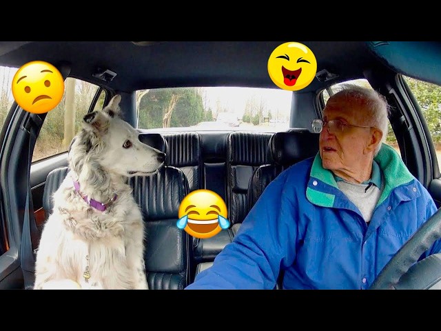 Try Not To Laugh 🤣 Most Watched Funny Dog Videos Compilation 🐶 #42