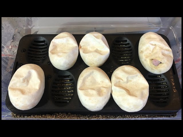 More White snakes pipping