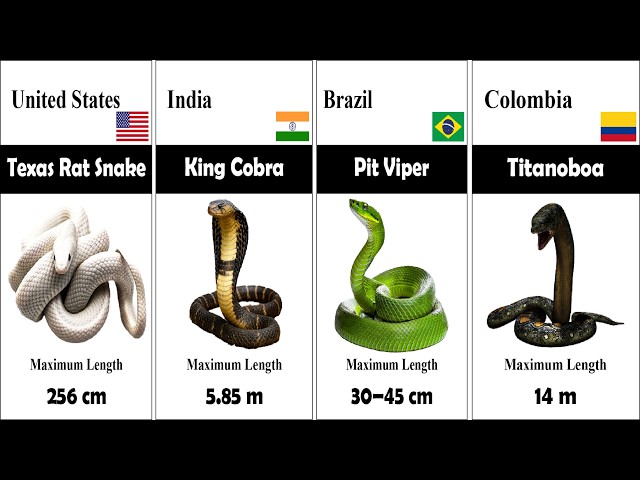 Which Snake Is the Largest in the World? | snake comparison size