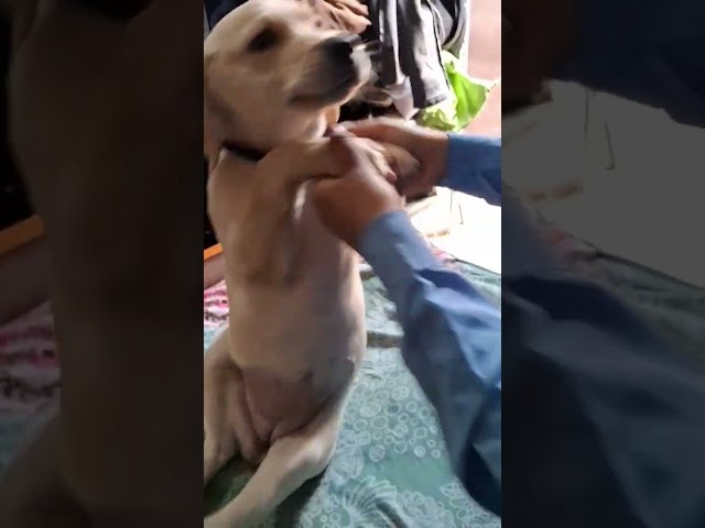 Jimmy the labrador 😆 😳 #jimmy #puppy #labrador #cutedog #shortsvideo